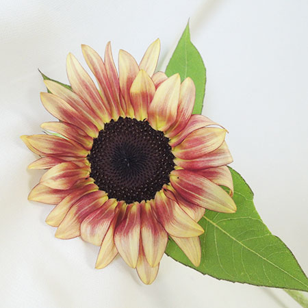 【生花】伊東さんのヒマワリ　ルビーイクリップス　※入荷少・商品説明お読みください