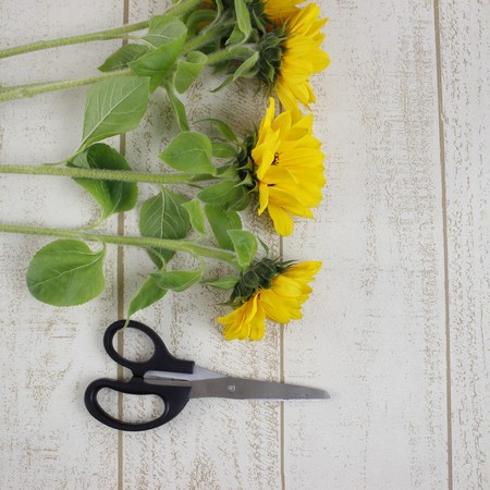 直前 金井園芸さんのヒマワリ オレンジ芯黒 F約6 8cm ビンセントタンジェリン 生花 通販 はなどんやアソシエ 直前 金井園芸さんのヒマワリ オレンジ芯黒 F約6 8cm ビンセントタンジェリン 生花 通販 はなどんやアソシエ