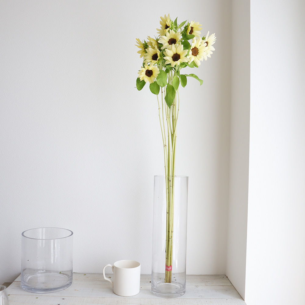 生花 ヒマワリ ホワイトナイト 6 10cm程度 Ot Ja西岬ほか 通販 はなどんやアソシエ 生花 ヒマワリ ホワイトナイト 6 10cm程度 Ot Ja西岬ほか 通販 はなどんやアソシエ