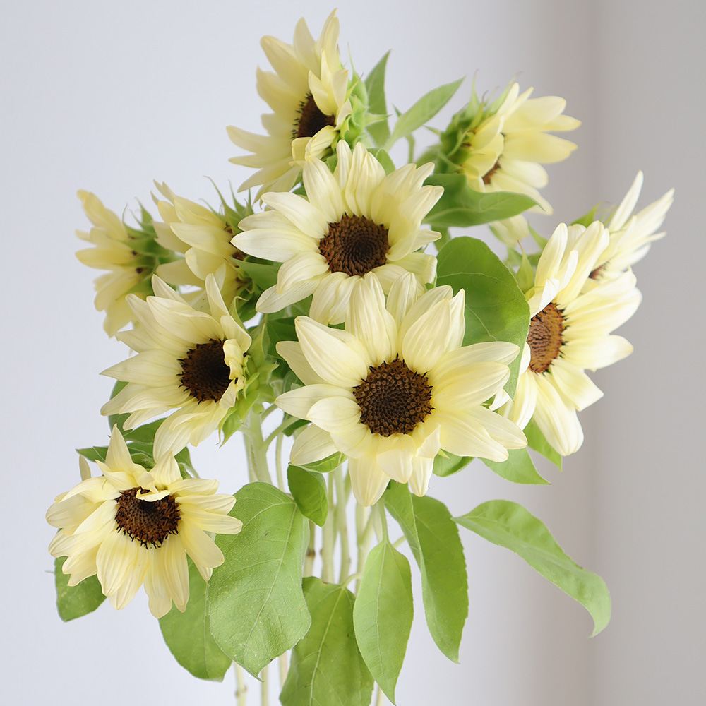 生花 ヒマワリ ホワイトナイト 6 10cm程度 Ot Ja西岬ほか 通販 はなどんやアソシエ 生花 ヒマワリ ホワイトナイト 6 10cm程度 Ot Ja西岬ほか 通販 はなどんやアソシエ