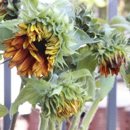 【直前!!!】ヒマワリ アースウォーカー(赤茶)※色個体差あり、黄色っぽいものもあります【生花】