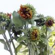 【直前!!!】ヒマワリ アースウォーカー(赤茶)※色個体差あり、黄色っぽいものもあります【生花】