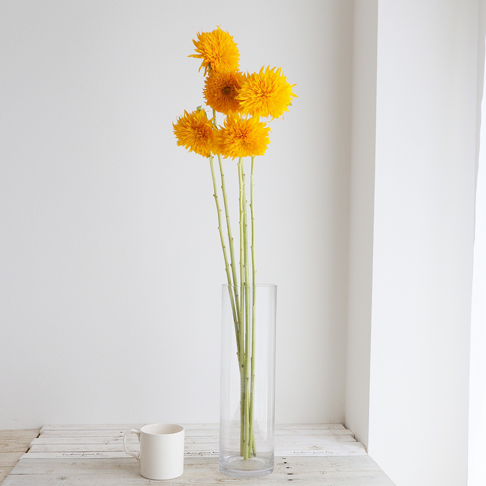 生花】ヒマワリ 札幌まるこ(オレンジ八重) - 花材通販はなどんやアソシエ