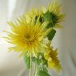 【直前】ヒマワリ グリーンバーストなど(八重黄色)7-10センチ程度千葉県伊東さん【生花】★★