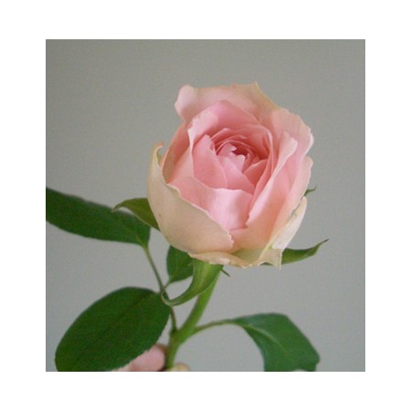 生花】SpotSpecial:バラ オールドロマンス - 花材通販はなどんや