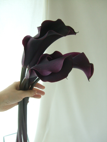 生花 カラー 黒系 カントールなど 50cm Ot 通販 はなどんやアソシエ 生花 カラー 黒系 カントールなど 50cm Ot 通販 はなどんやアソシエ