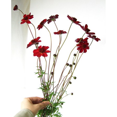 生花 Spotspecial Nodaフラワーのストロベリーチョコ 赤 早締切 通販 はなどんやアソシエ 生花 Spotspecial Nodaフラワーのストロベリーチョコ 赤 早締切 通販 はなどんやアソシエ