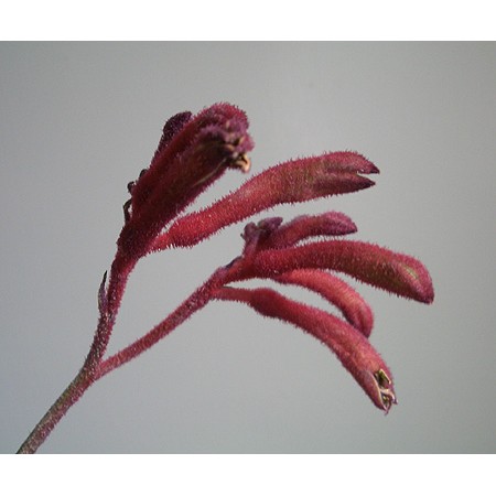 生花】カンガルーポー レッド:今週のオトク - 花材通販はなどんやアソシエ