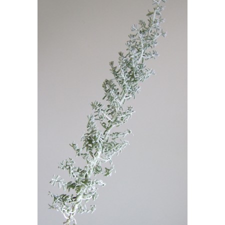 Ita14 コチア 50cm程度 この時期入荷は大変希少 通販 はなどんやアソシエ Ita14 コチア 50cm程度 この時期入荷は大変希少 通販 はなどんやアソシエ