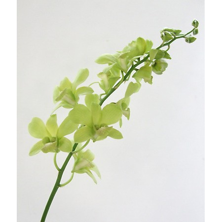 そら 生花 カーネーション デンファレ サンダンスグリーン クール便