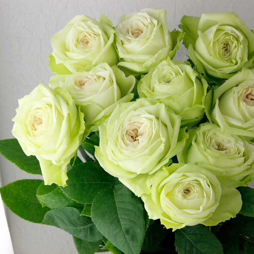 直前 バラ ヤギグリーン グリーン 約40センチ 生花 通販 はなどんやアソシエ 直前 バラ ヤギグリーン グリーン 約40センチ 生花 通販 はなどんやアソシエ