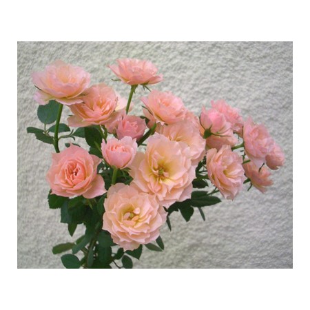 生花 Spotspecial Spバラ オレンジドット 通販 はなどんやアソシエ 生花 Spotspecial Spバラ オレンジドット 通販 はなどんやアソシエ