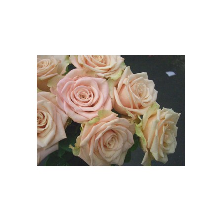 生花】SpotSpecial:バラ サハラ - 花材通販はなどんやアソシエ