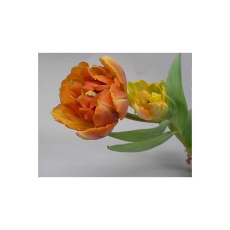 生花 Spot 直前 チューリップ オレンジプリンセス 八重 通販 はなどんやアソシエ