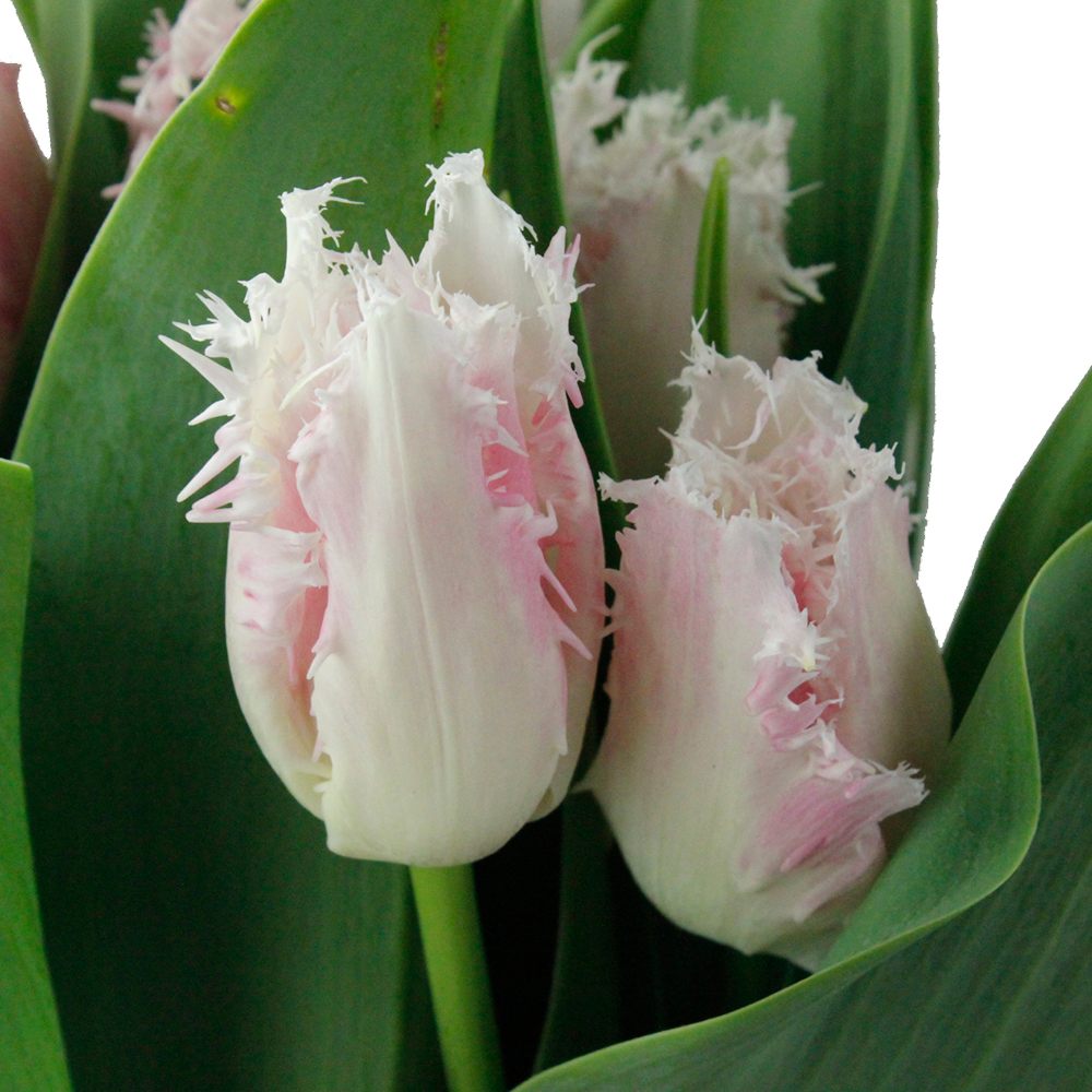 直前 チューリップ ハウステンボスorベルソング ピンクフリンジ 生花 通販 はなどんやアソシエ 直前 チューリップ ハウステンボスorベルソング ピンクフリンジ 生花 通販 はなどんやアソシエ