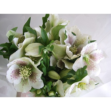 特注 クリスマスローズ 白 通販 はなどんやアソシエ 特注 クリスマスローズ 白 通販 はなどんやアソシエ