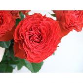 生花】バラ ファーストエディション(山形)(赤フリル)□今週の