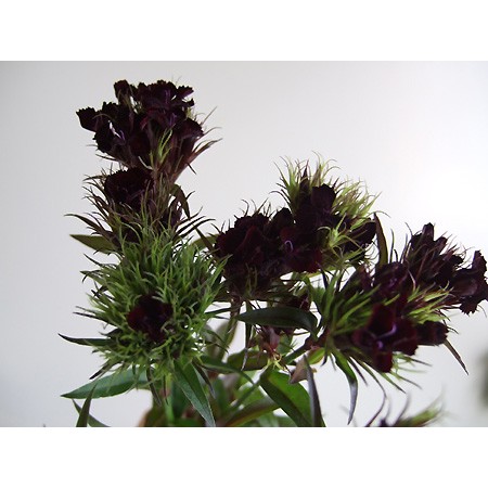 【生花】SpotSpecial:ナデシコ　ブラックアダー