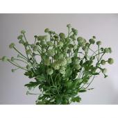 生花】SpotSpecial:マトリカリア モコモコ - 花材通販はなどんやアソシエ