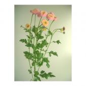 生花】SpotSpecial:マトリカリア タマゴピンク - 花材通販はなどんや