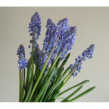 【生花】SpotSpecial:ムスカリ