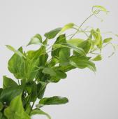 ※販売終了※【生花】利休草（40～50センチ）：【OR-5】