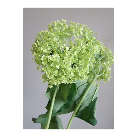 生花 Spot 直前 アジサイ グリーンアナベル40センチ 生花 Spot 直前 アジサイ グリーンアナベル40センチ