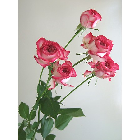 【生花】SpotSpecial:SPバラ　プリティローズベール