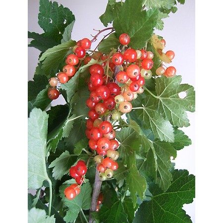 生花 房スグリ 60cm 今週のオトク 通販 はなどんやアソシエ