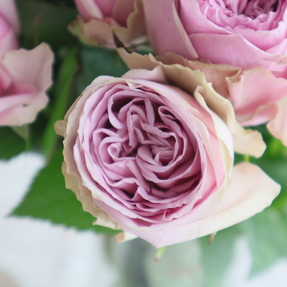 生花 バラ ブルーミルフィーユ 紫 ロゼット咲き 40cm程度 今週のオトク 通販 はなどんやアソシエ 生花 バラ ブルーミルフィーユ 紫 ロゼット咲き 40cm程度 今週のオトク 通販 はなどんやアソシエ