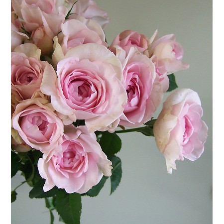 直前 Spバラ M ヴィンテージドルチェ 淡いピンク 通販 はなどんやアソシエ