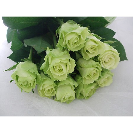 生花】バラ Fグリーン(40センチ〜):今週のオトク! - 花材通販はなどん