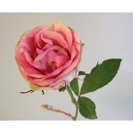 生花】バラ シセロ(くすみピンク)40cm今週のおトク! - 花材通販はなど