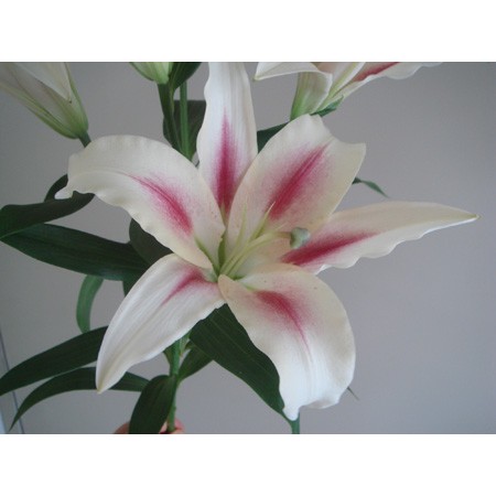 生花 spotspecial オリエンタルユリ ニンフ 通販 はなどんやアソシエ