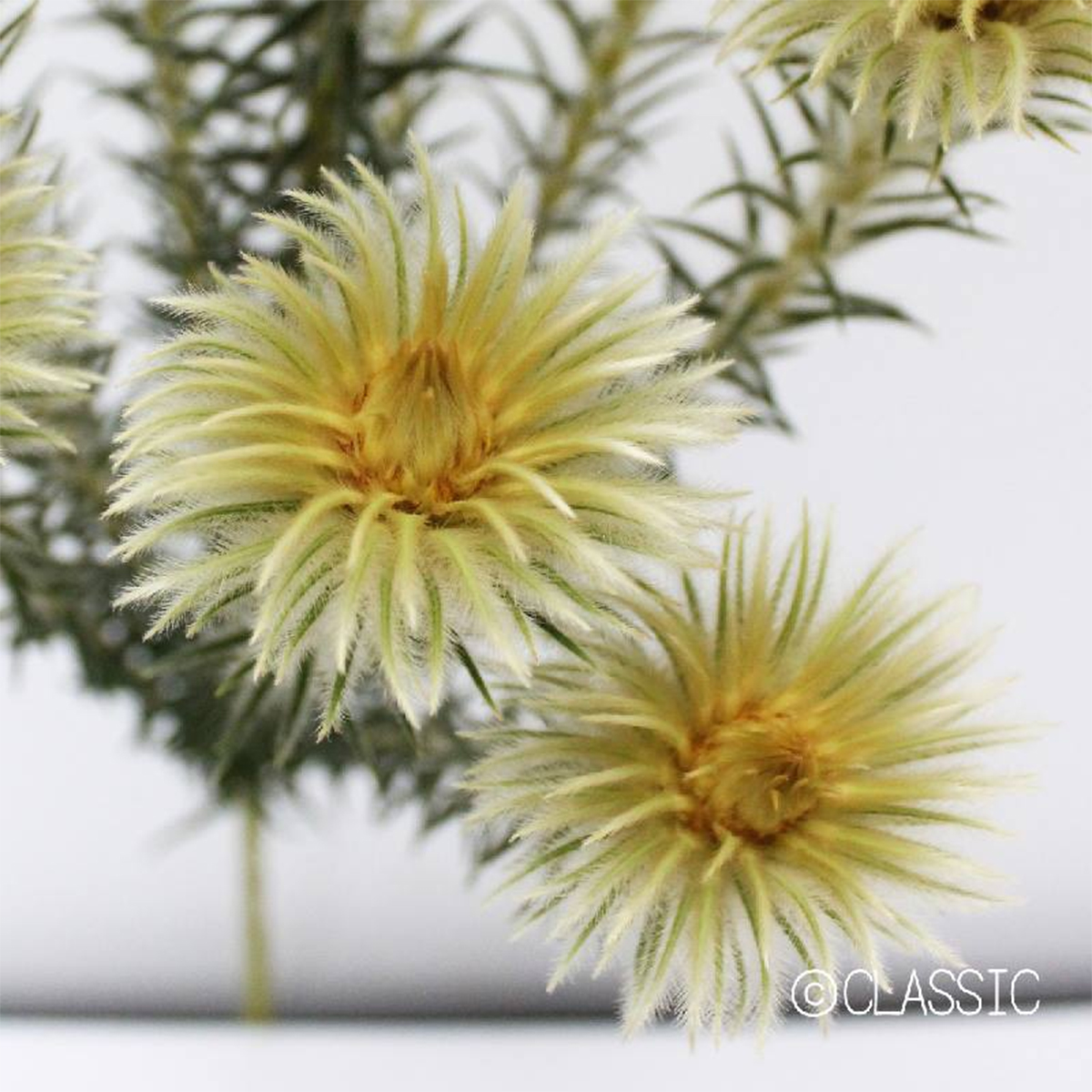 生花 フィリカ ピューベセンス 50cm Or 通販 はなどんやアソシエ 生花 フィリカ ピューベセンス 50cm Or 通販 はなどんやアソシエ