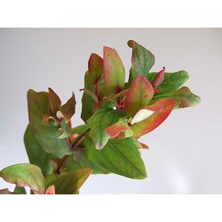生花 Spot 直前 紅葉ヒペリカム 枝もの 80cm程度 通販 はなどんやアソシエ