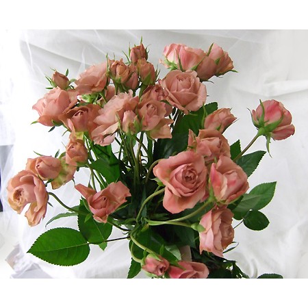 生花 17 18日お届け限定 メルヘンローズのspバラ Mカントリーボーイ ピンク 通販 はなどんやアソシエ 生花 17 18日お届け限定 メルヘンローズのspバラ Mカントリーボーイ ピンク 通販 はなどんやアソシエ