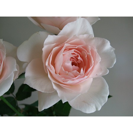 【生花】バラ　ユカカップ:今週のオトク!