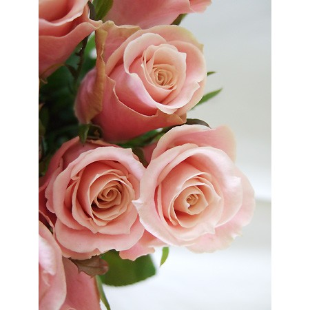 【生花】Spotspecial:バラ　チャーミングユニーク