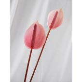 生花】アンスリューム サビア(サーモン)S〜Mサイズ 【OT】 - 花材通販