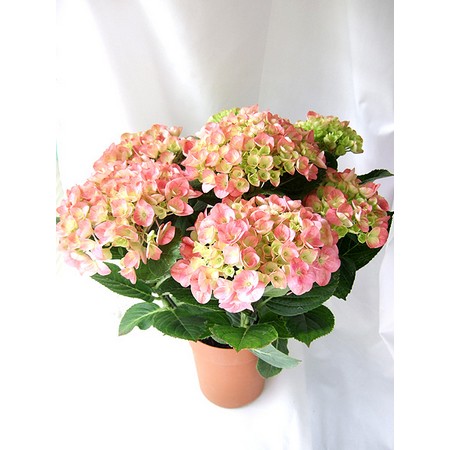 まり花 写真のPIMH-1350円値引き 週間SpotSpecial:アジサイの鉢「ピンクマナスル」 - 花材通販はなどん