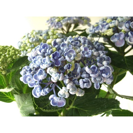 週間spotspecial アジサイの鉢 おたふくあじさい 通販 はなどんやアソシエ 週間spotspecial アジサイの鉢 おたふくあじさい 通販 はなどんやアソシエ