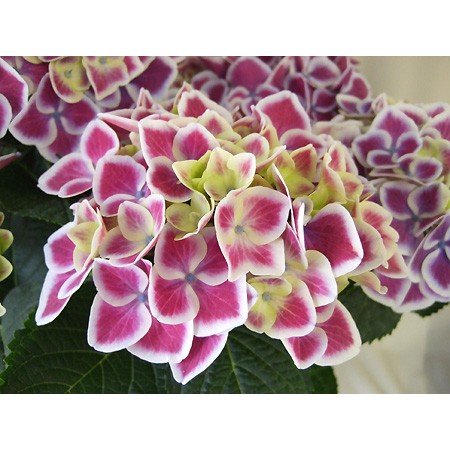 きんかんちゃん　紫陽花　アジサイ　ホットチボリマーブル　ピンク　スタンド 紫陽花「ホットチボリマーブル」
