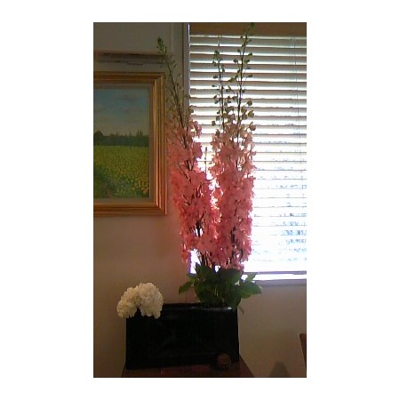 生花】Spotspecial:幻のデルフィニューム「プリンセスキャロライン