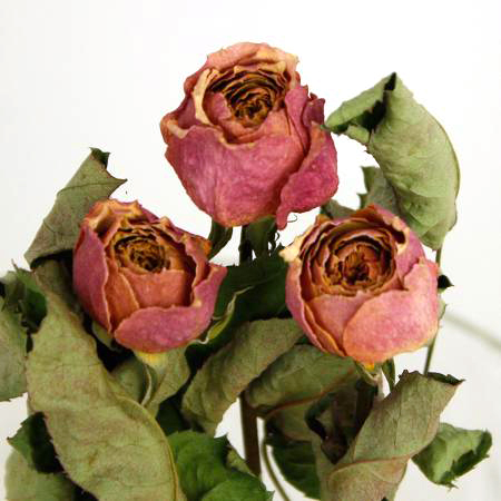 【ドライ】J・flow/バラ　コーラルハート(小輪 タイプ　オレンジ系)束3〜5本【XX】