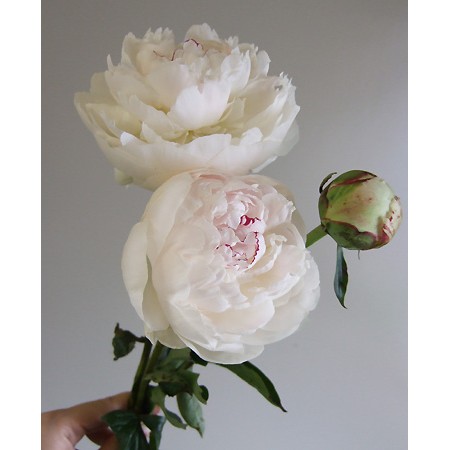 直前 野島さんの芍薬 白 50cm 生花 通販 はなどんやアソシエ 直前 野島さんの芍薬 白 50cm 生花 通販 はなどんやアソシエ