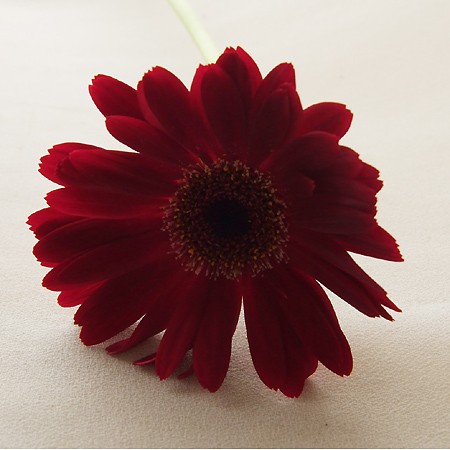 ガーベラ赤　　ご予約　　２本 赤いガーベラのブーケ – LIFFT