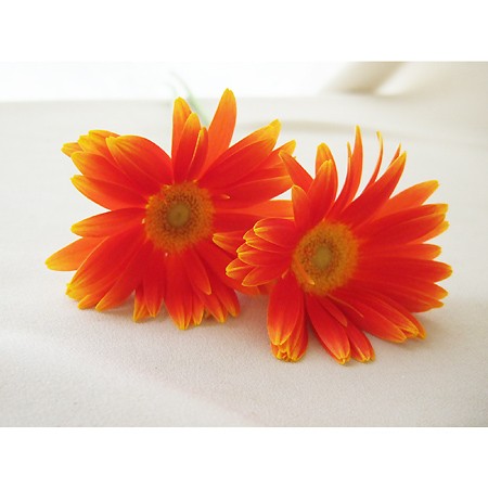 【生花】ガーベラ(オレンジ):今週のオトク!※品種、芯色などおまかせ。