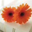 【生花】ガーベラ(オレンジ):今週のオトク!※品種、芯色などおまかせ。