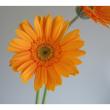 【生花】ガーベラ(オレンジ):今週のオトク!※品種、芯色などおまかせ。